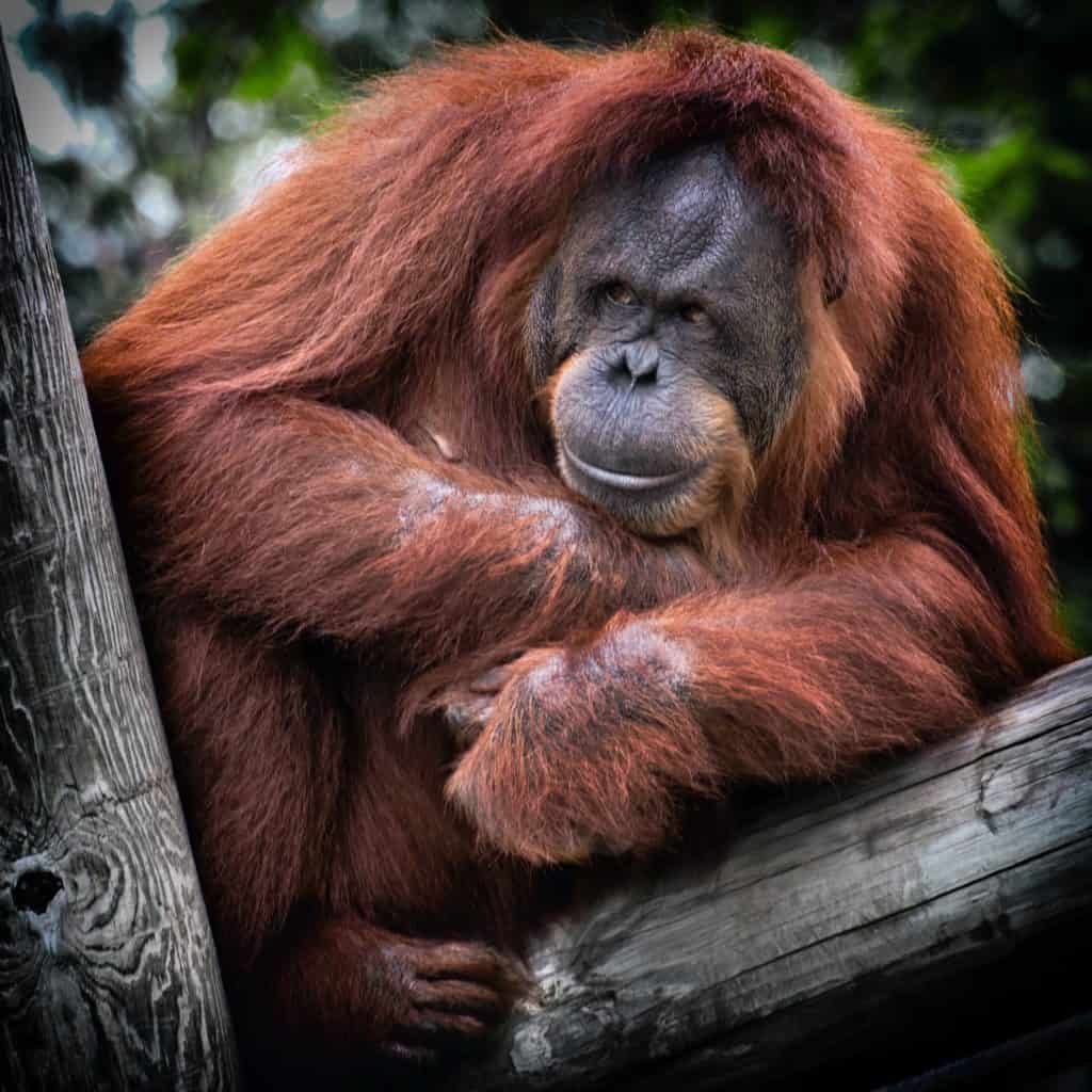 orangutang-tree-pose