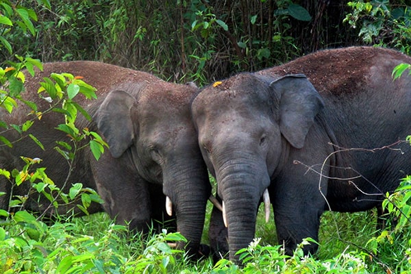 Sumatran-Elephants-electric-jungle