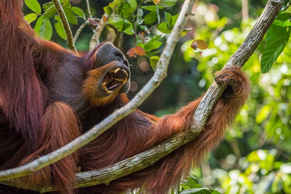 Orangutan-tree-image