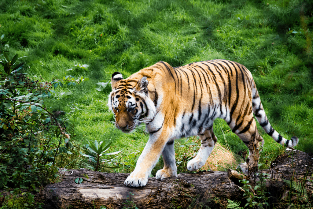 electric-jungle-tiger